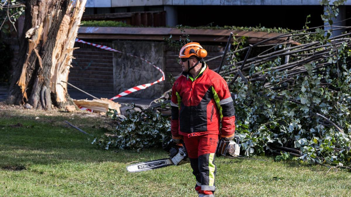 Los operarios retiran un árbol caído en la zona de Las Arenas