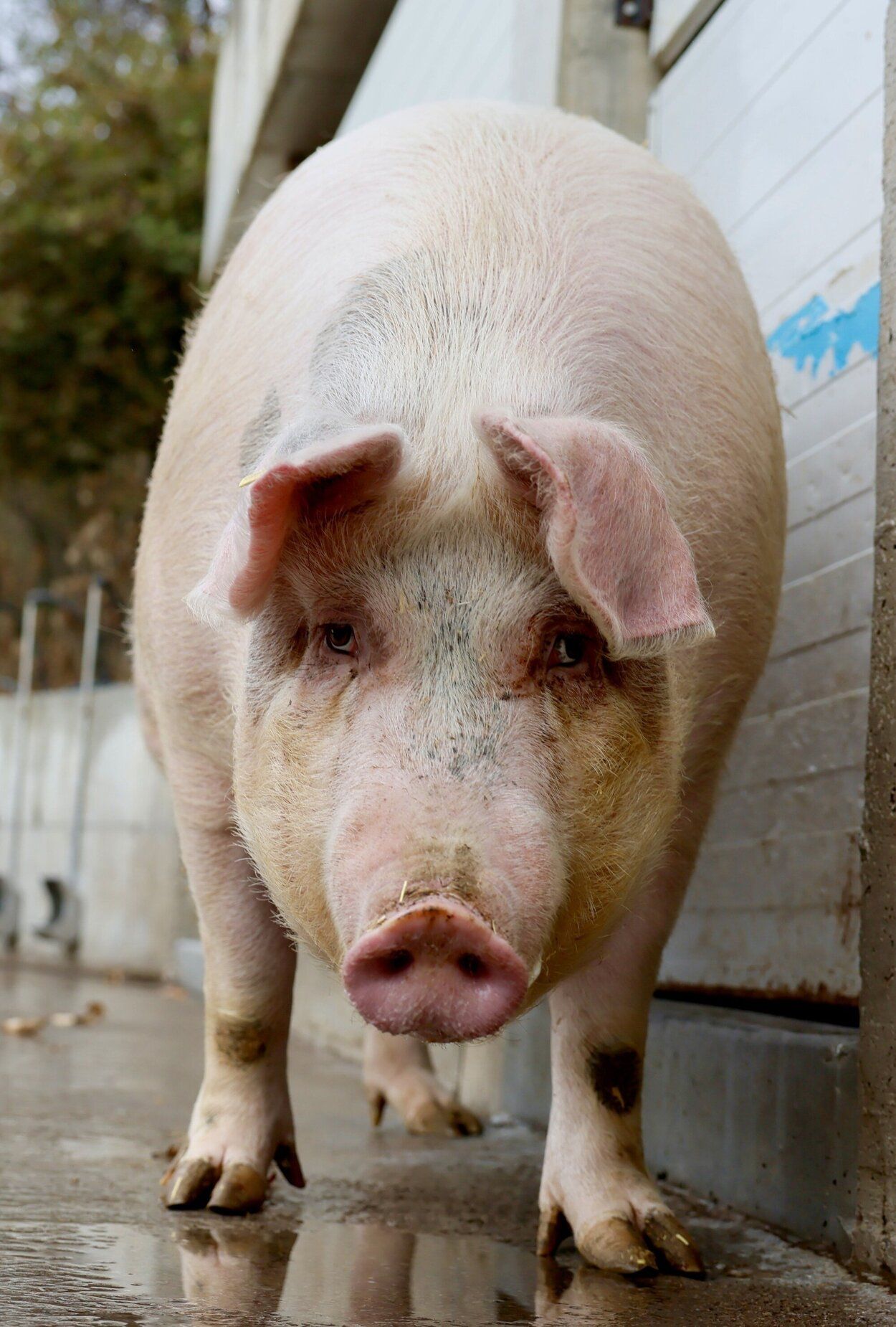 Poxpolin, la cerda de Santo Tomas 2025