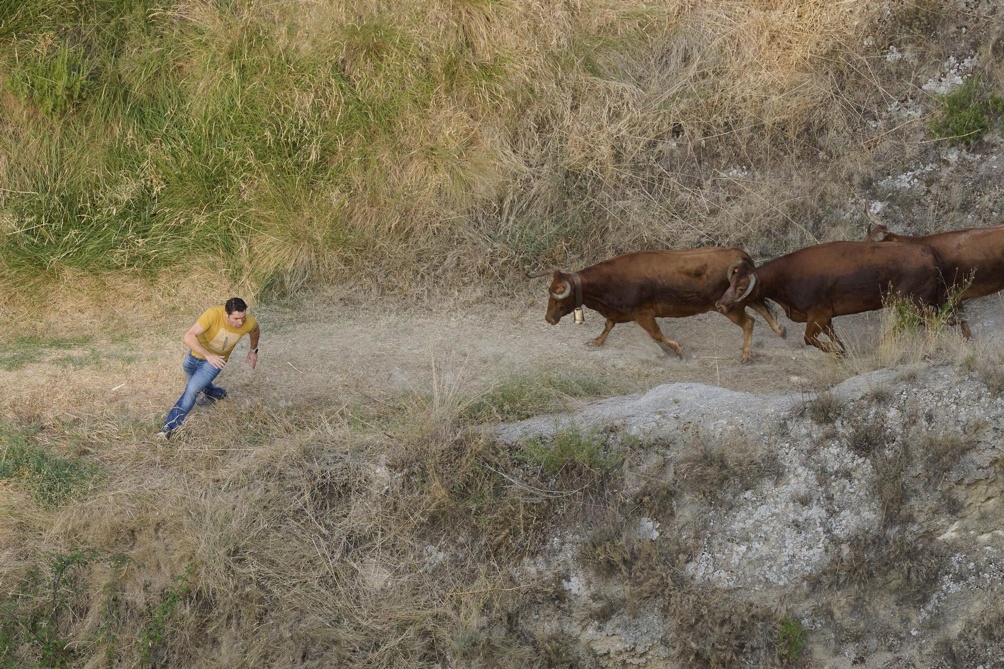 Fotos del primen encierro del Pilón en Falces 2025