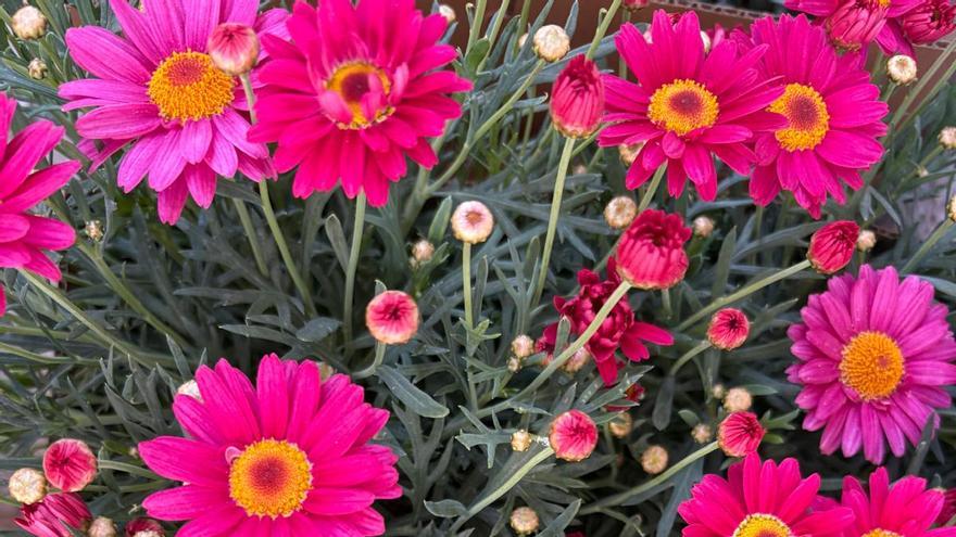 Siete flores de primavera para dar color a balcones y terrazas
