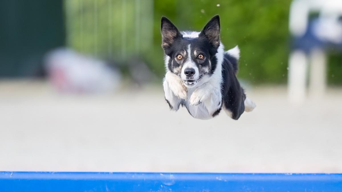 &#039;Eywa&#039; es un border collie