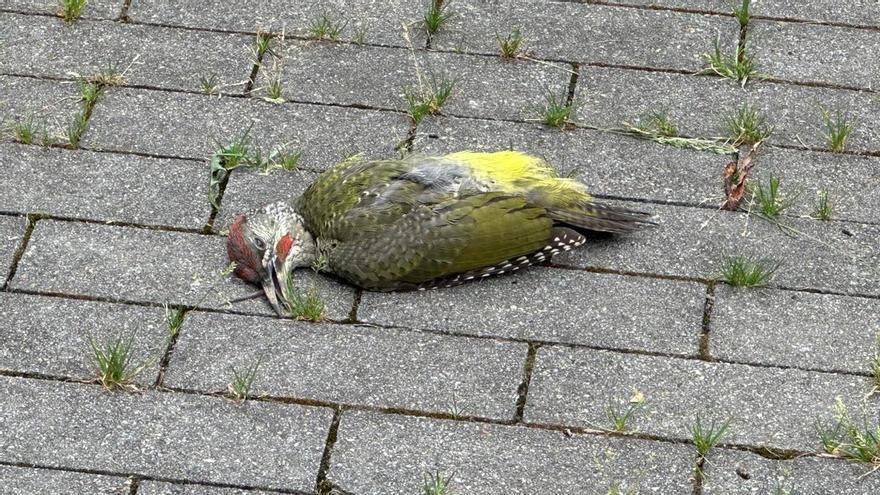 La fachada del Museo Cristóbal Balenciaga, trampa mortal para aves: al menos 16 muertas en poco más de un año