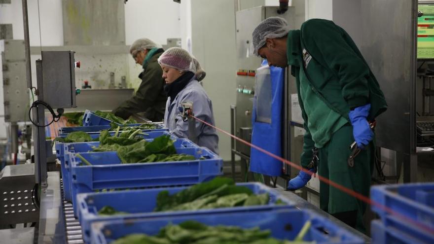 Trabajadores en la planta de Florette de envasado de ensaladas en Cadreita.