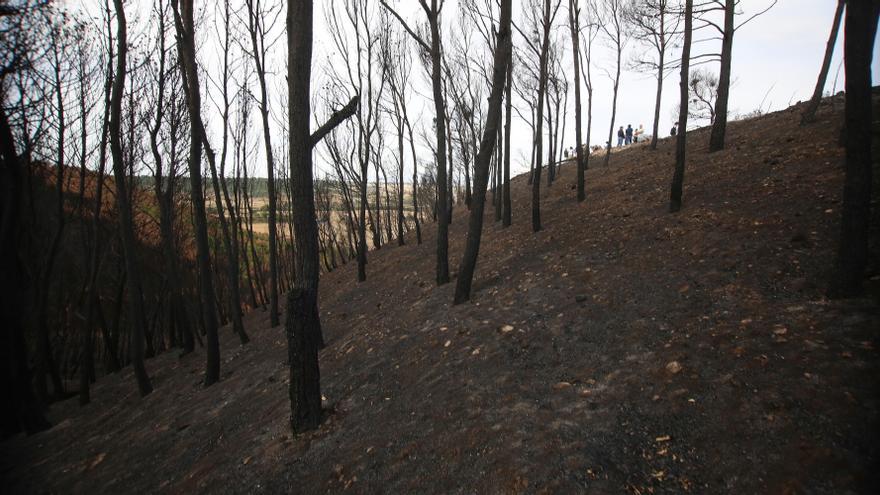 La naturaleza como presencia radicalmente otra
