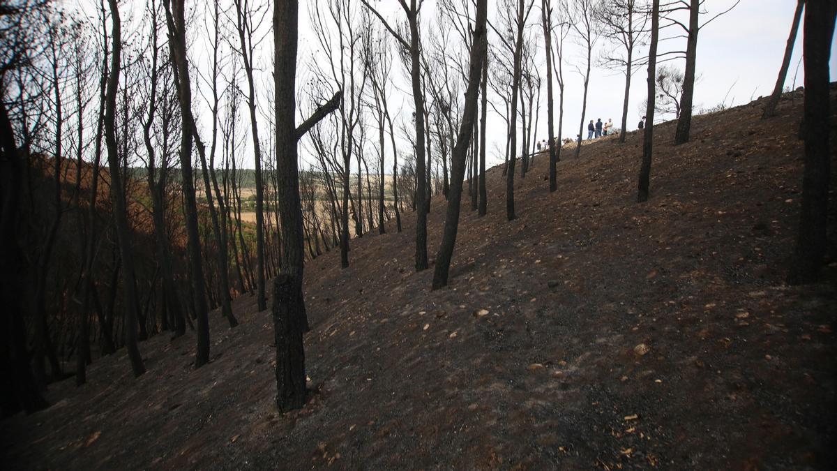 Árboles afectados por un incendio.