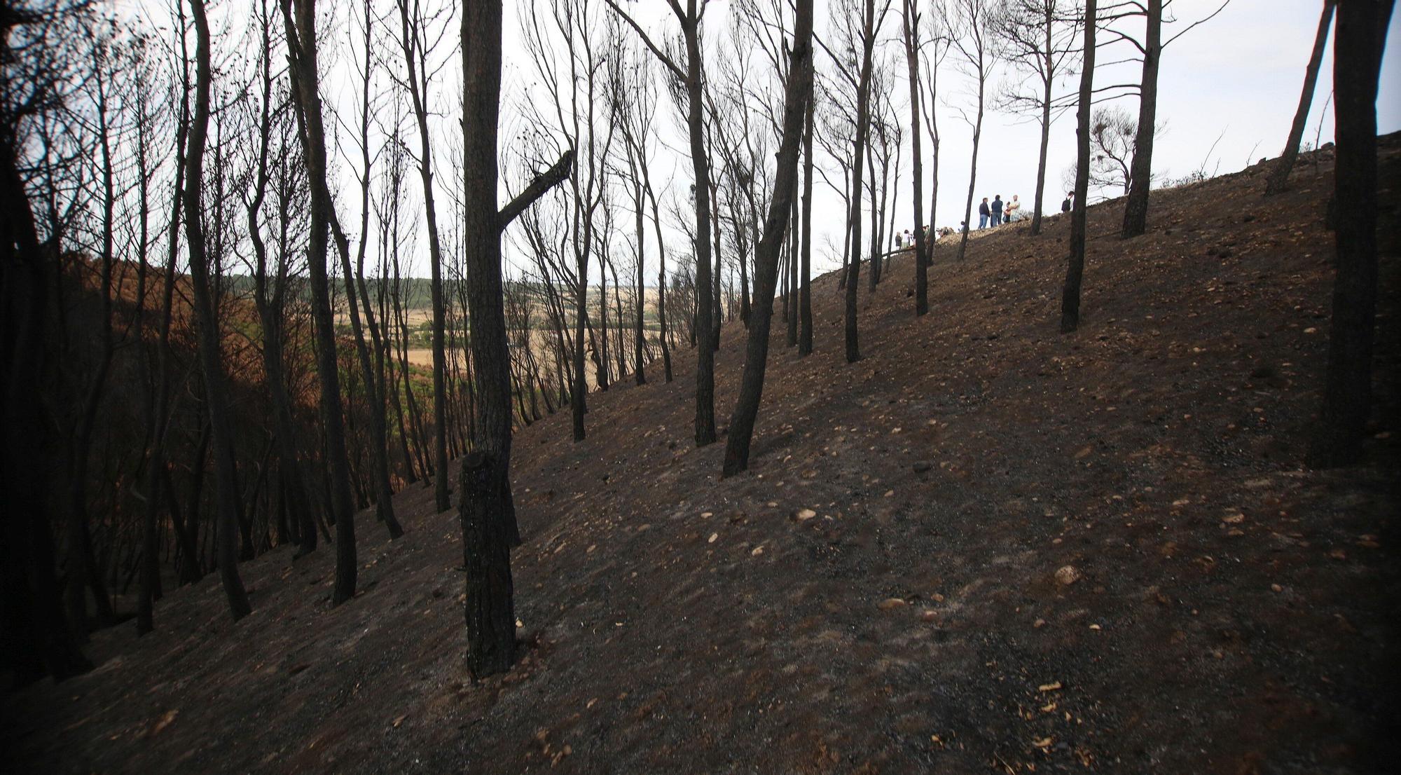 Así han quedado los montes afectados por el incendio de Carcastillo