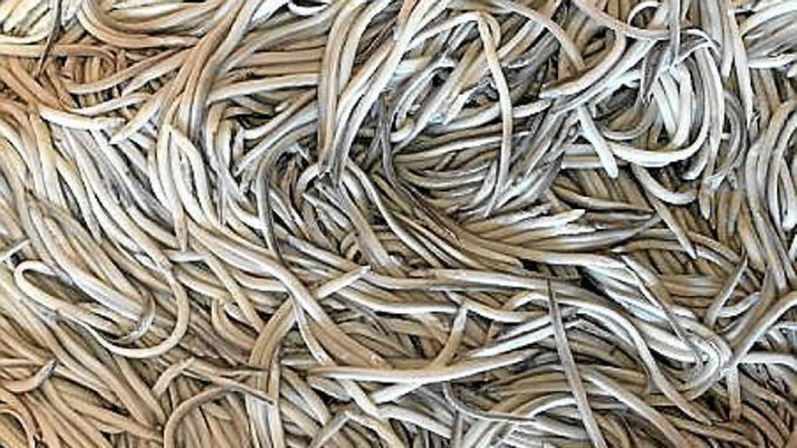 Eguzki cree que la decisión del Gobierno Vasco de suspender la campaña de la angula "es lo mínimo que podía hacer"