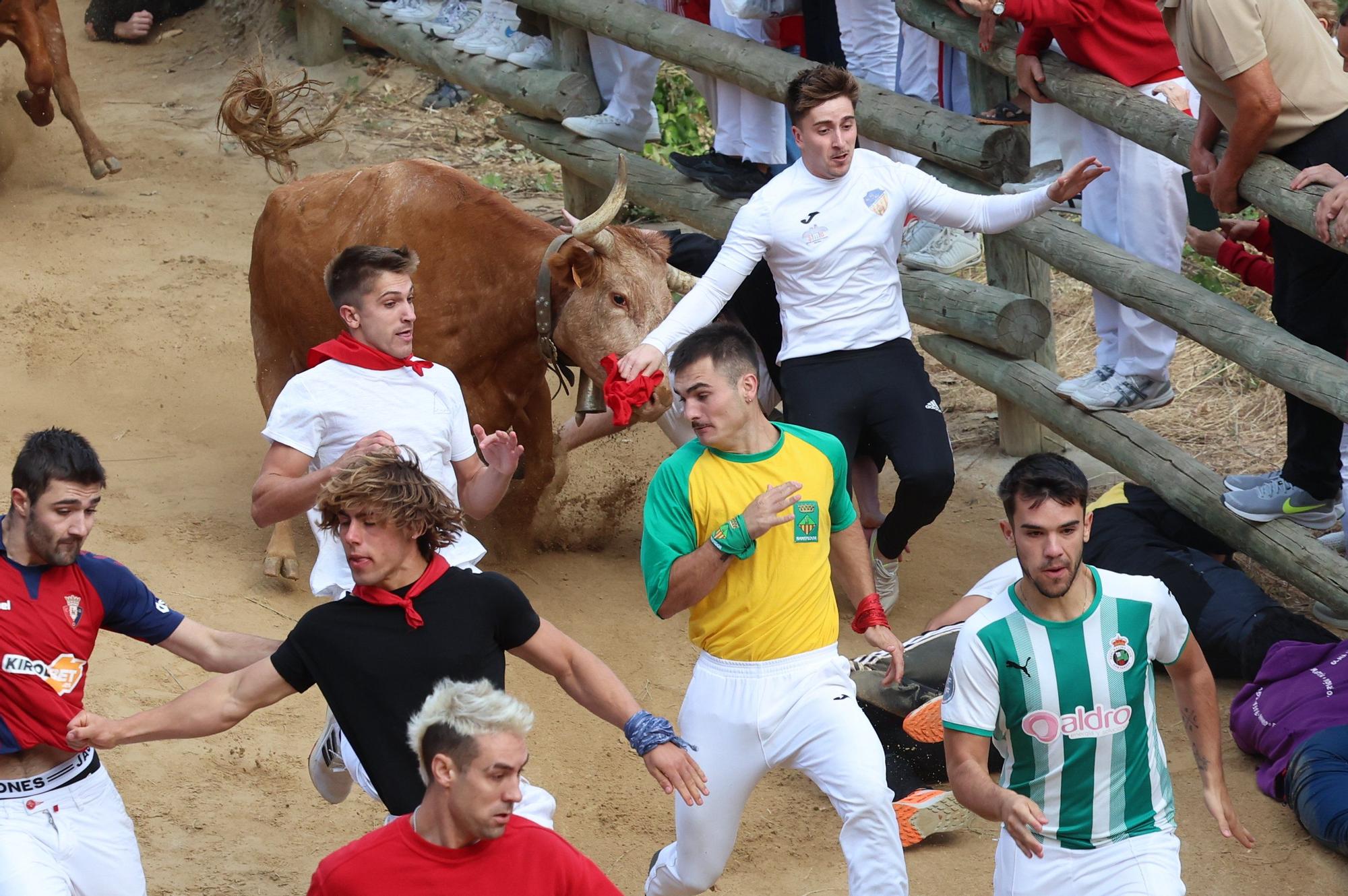 Fotos del quinto encierro del Pilón de Falces 2025 con vacas de Eulogio Mateo