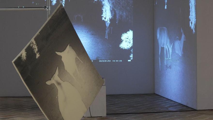 Las ciervas de la Taconera toman la Ciudadela en 'Dear Deer'