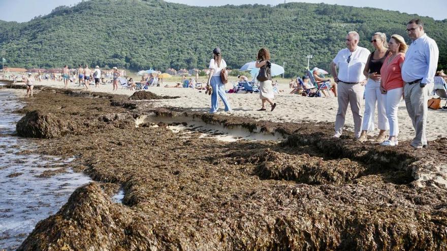 Cantabria avisa: el alga asiática que afecta a Noja puede llegar a las playas vascas