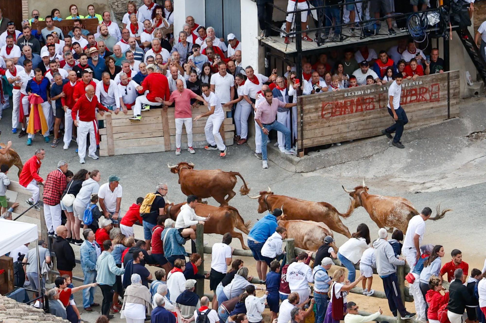 Fotos del quinto encierro del Pilón de Falces 2025 con vacas de Eulogio Mateo
