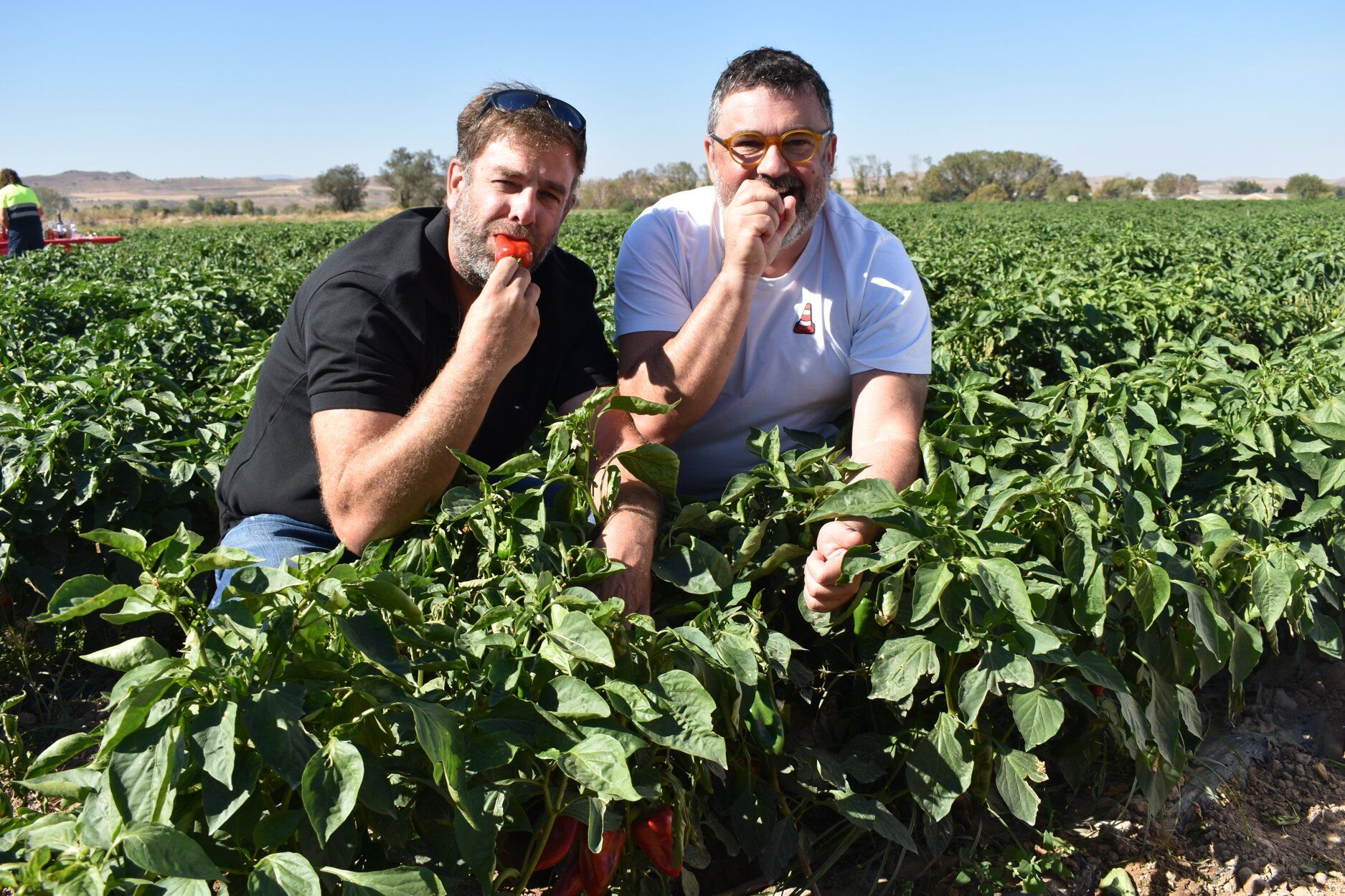 Fotos de las jornadas de exaltación del pimiento del piquillo de Lodosa