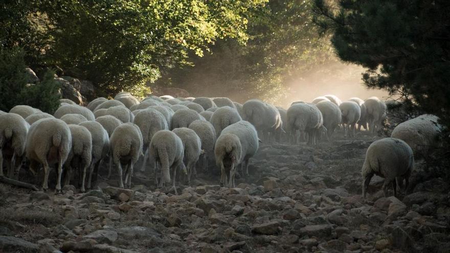 Navarra eleva y simplifica las indemnizaciones por ataques de osos y buitres