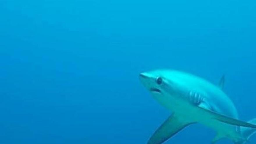 ‘Sharktember’: un mes nadando entre tiburones