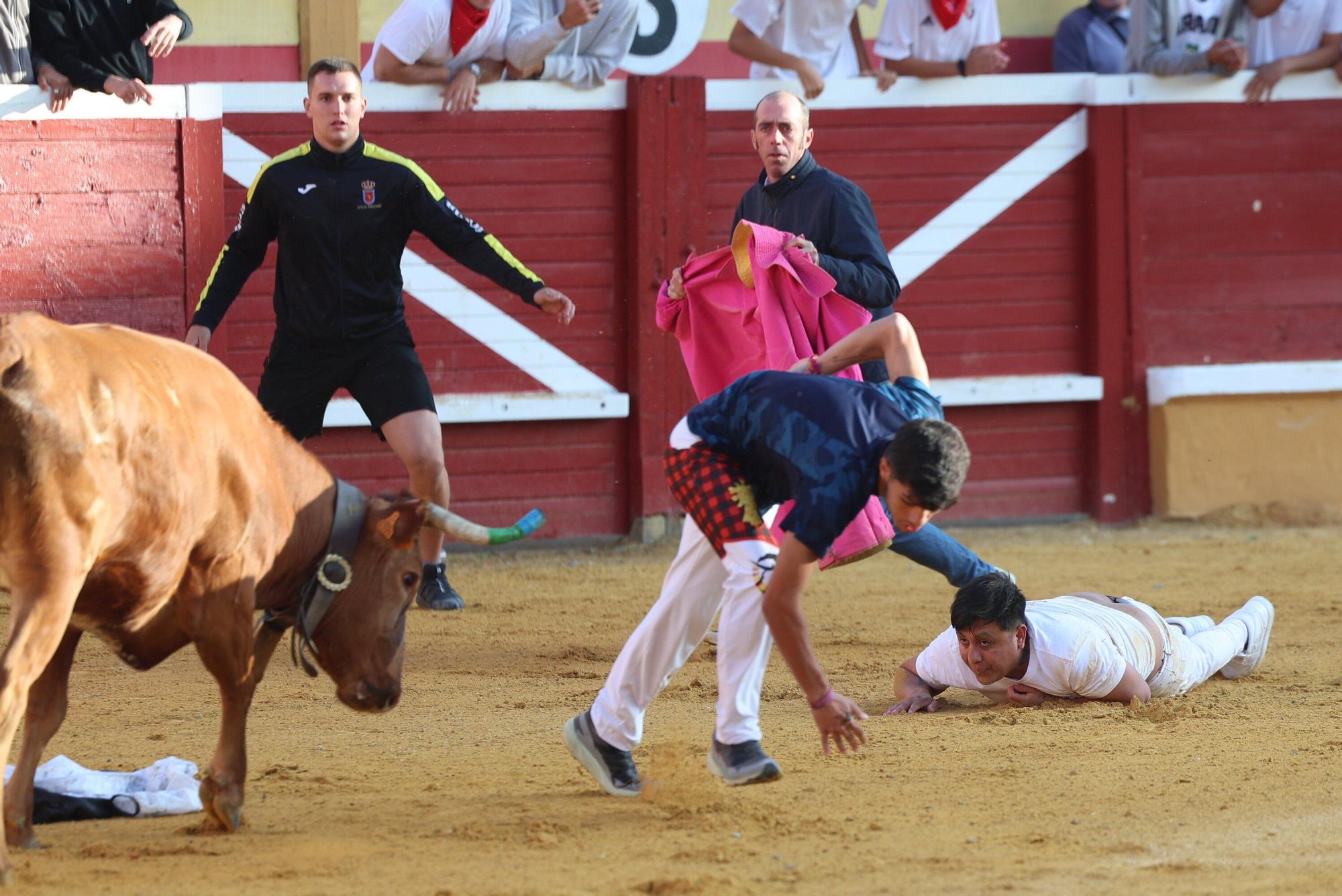 Suelta de vaquillas tras el tercer encierro de Tudela