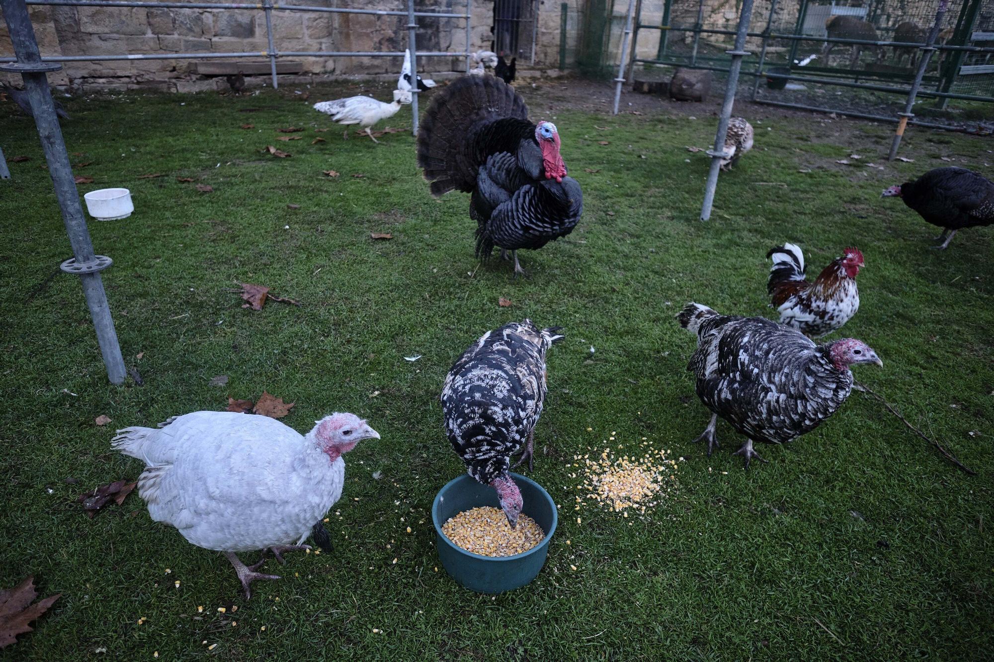 Las medidas contra la gripe aviar en la Taconera de Pamplona