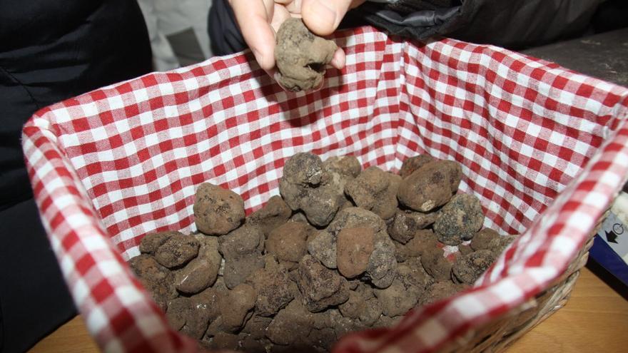 Trufa en Álava y Navarra: historias y experiencias para descubrir esta exquisitez