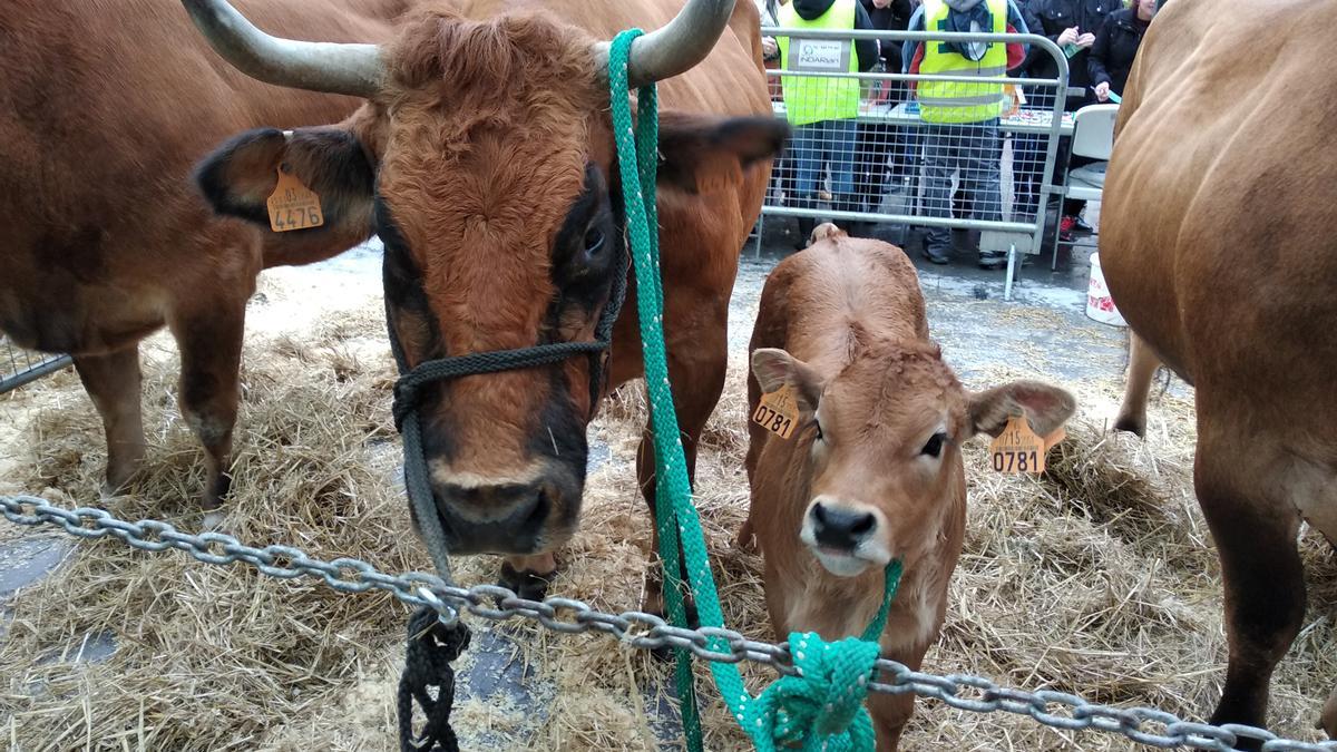 El ganado estará presente un año más en la feria, en concreto, en la parte del bulevar; también habrá otros animales.