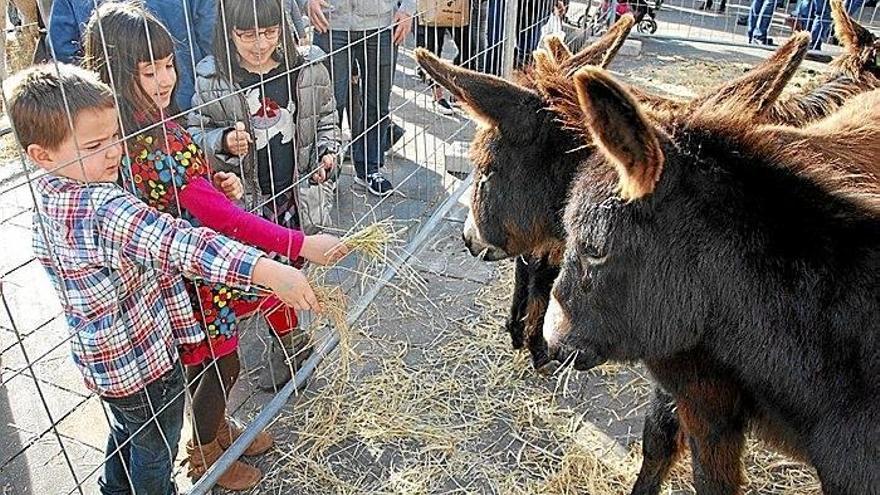 Varios niños ofrecen comida a los burros en Alondegia plaza.