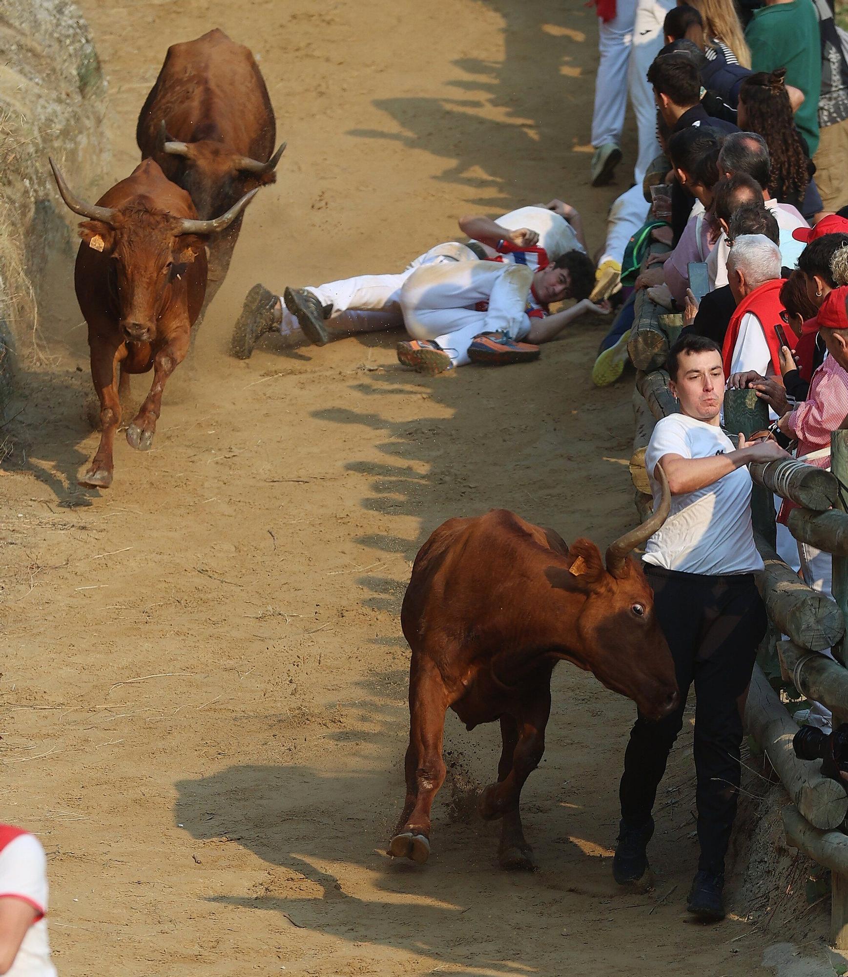 Fotos del cuarto encierro del Pilón de Falces 2025