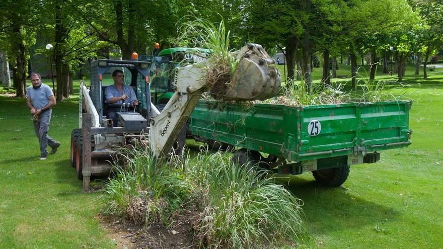 Alertan sobre la importancia de eliminar la 'Hierba de la Pampa', una especie peligrosa, de los jardines de Navarra