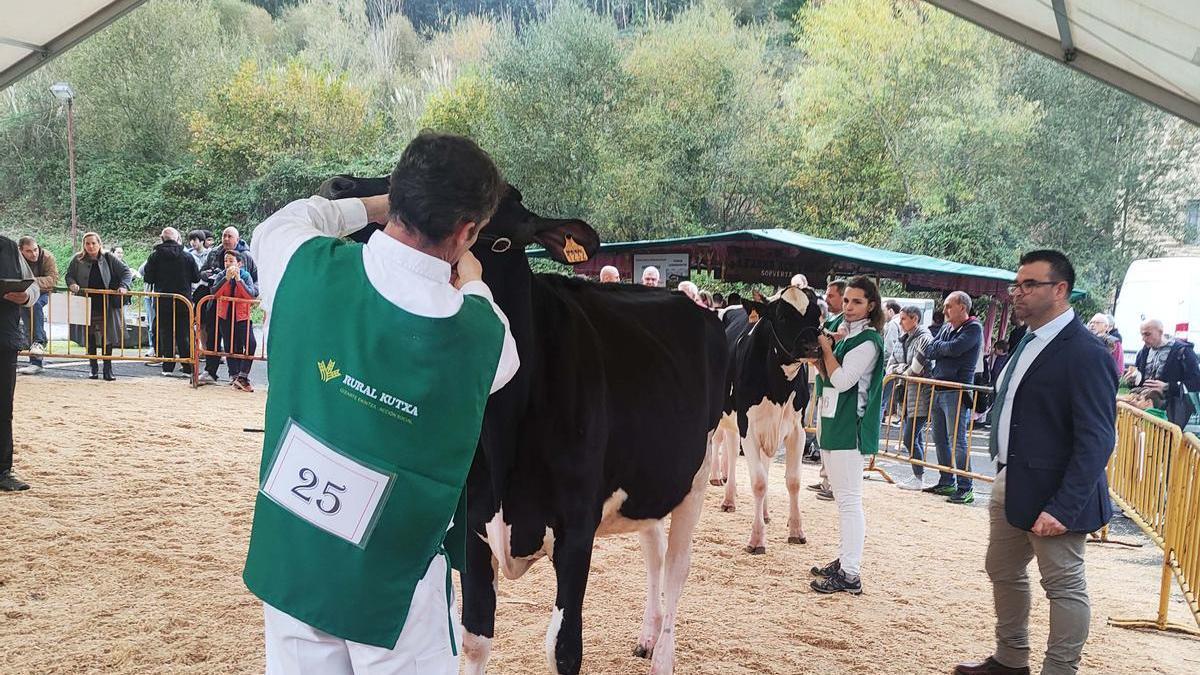 El concurso de vacas de raza frisona en su edición de 2024.