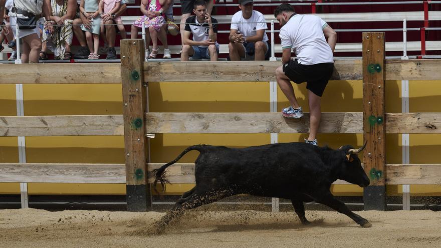 Fotos de la suelta de vacas por las fiestas de Orkoien