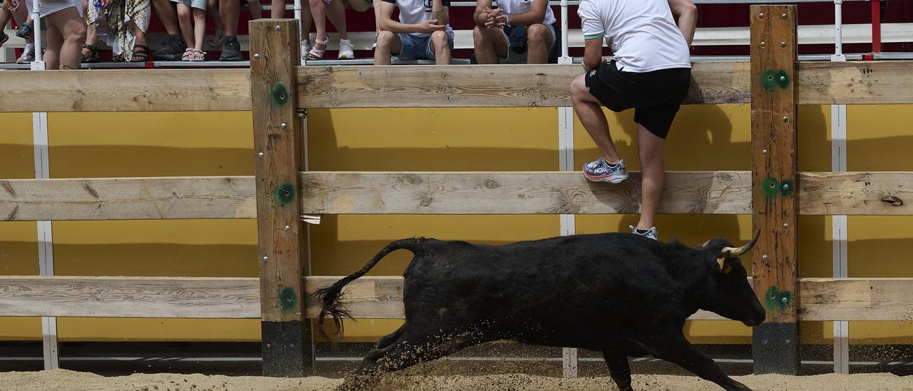Fotos de la suelta de vacas por las fiestas de Orkoien