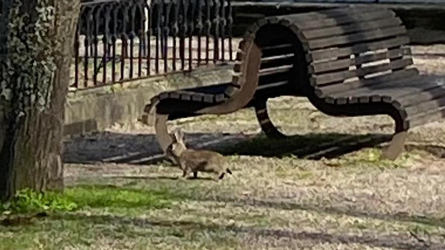 La Florida se convierte en el hogar de otro animalillo