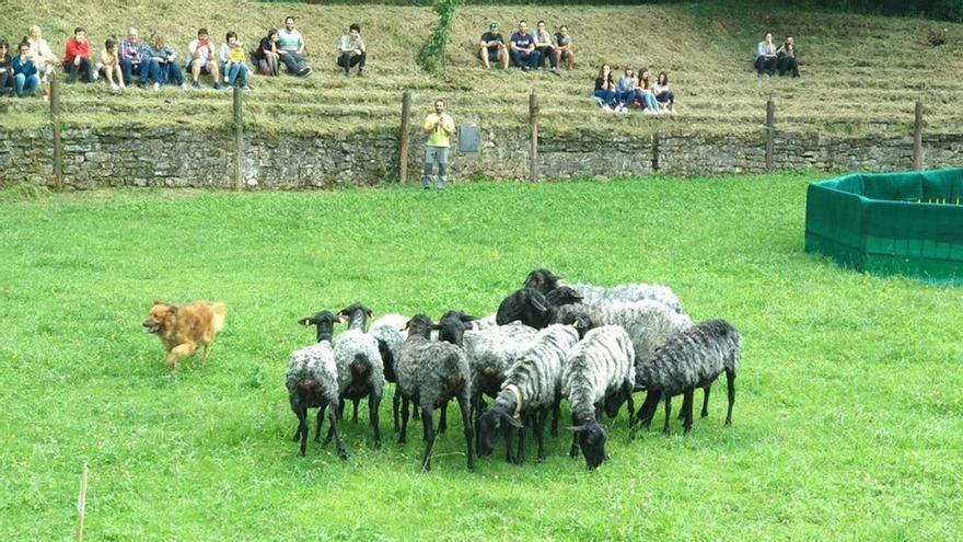 Karrantza prepara un libro de recetas dedicado a la oveja