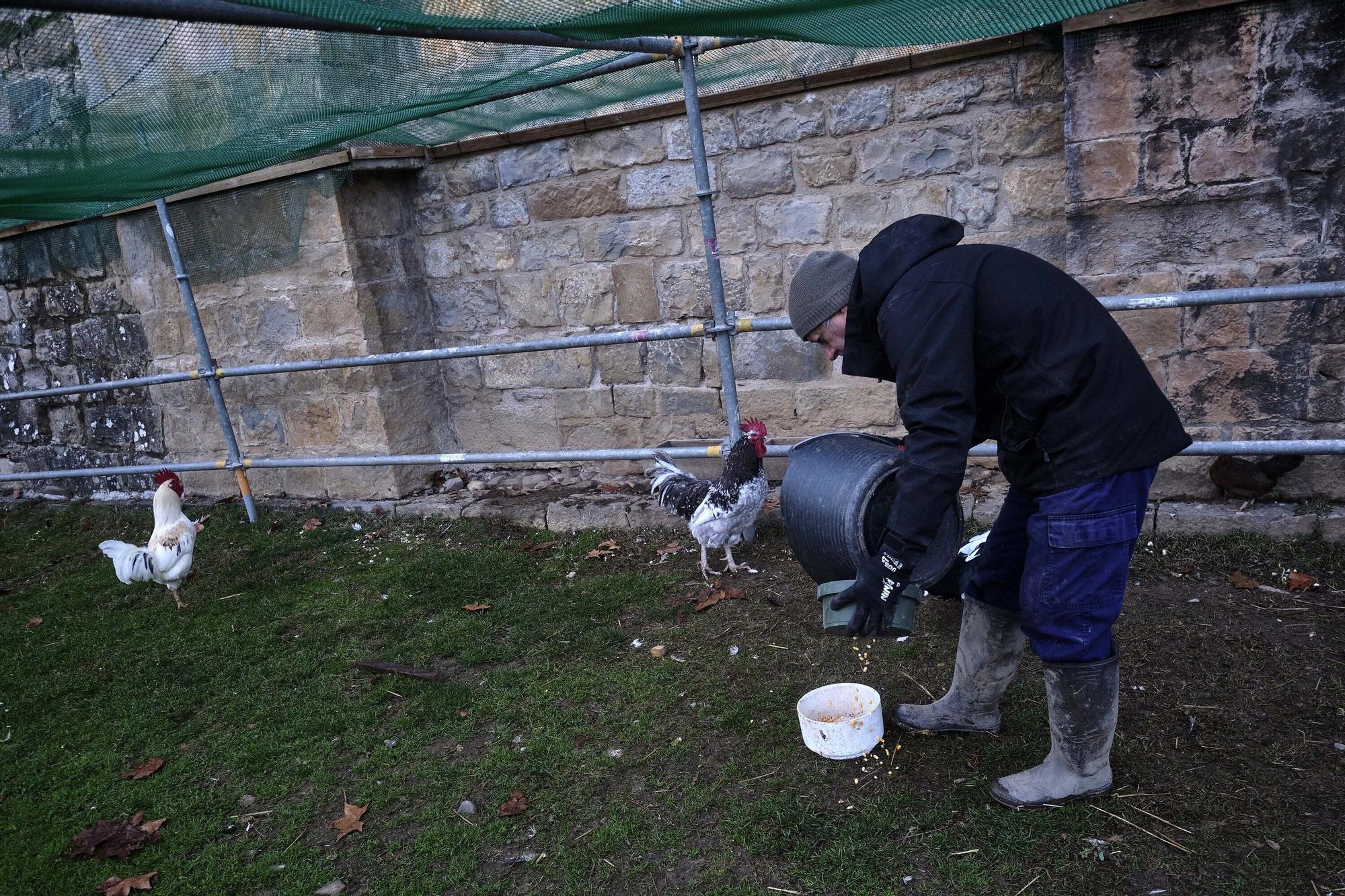 Las medidas contra la gripe aviar en la Taconera de Pamplona
