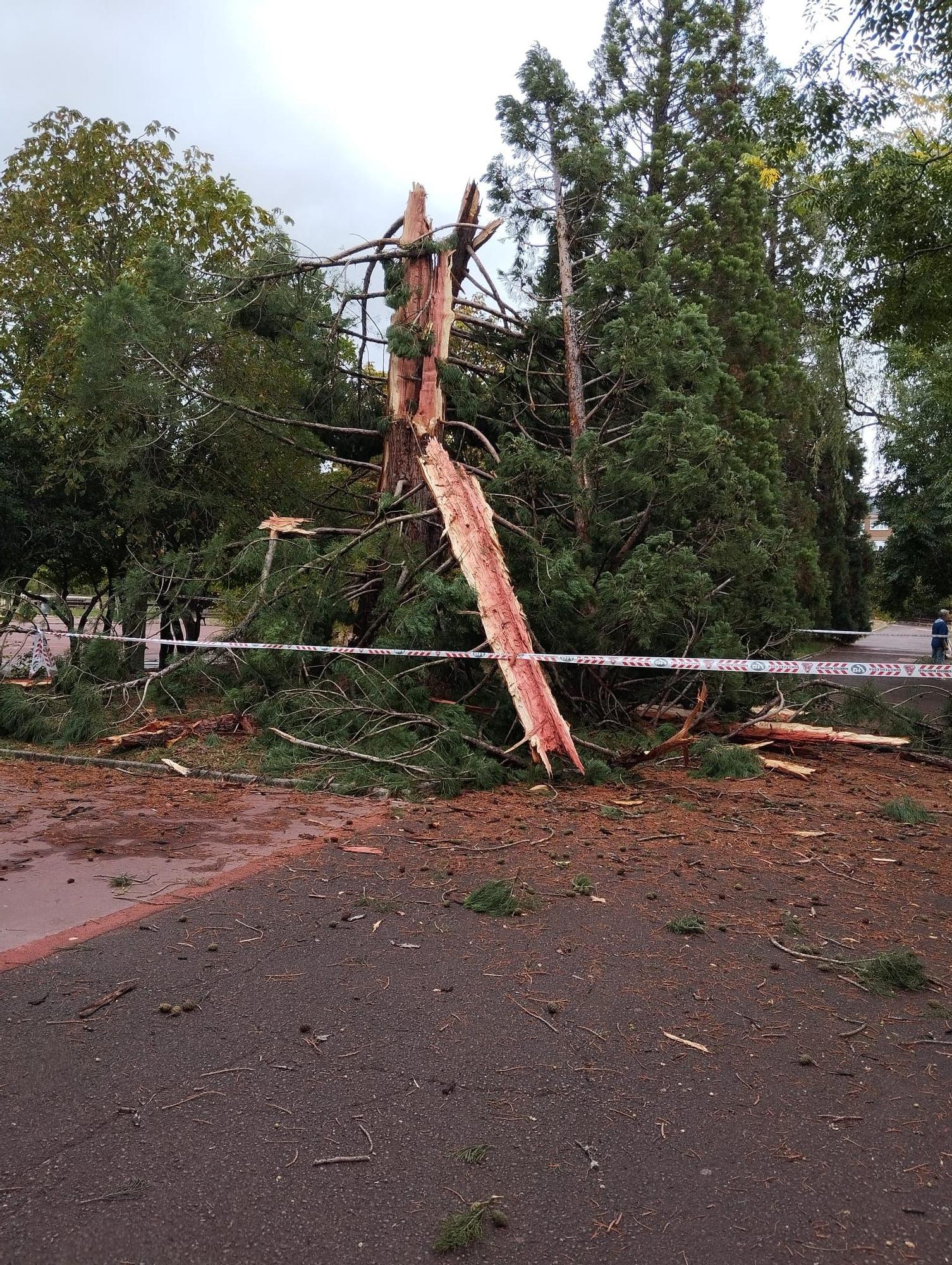Un rayo parte una secuoya del parque de San Martín