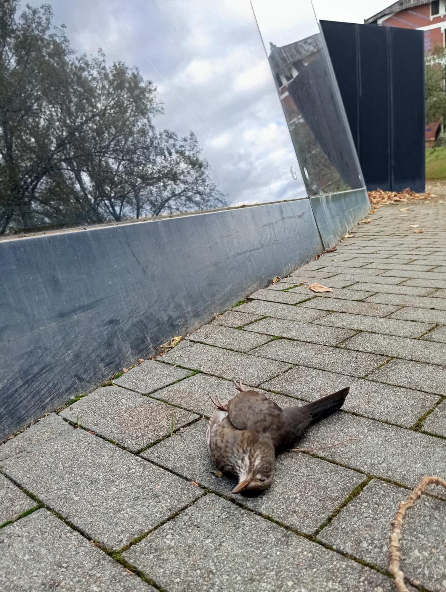 Ave muerta por la cristalera del museo Cristobal Balenciaga.