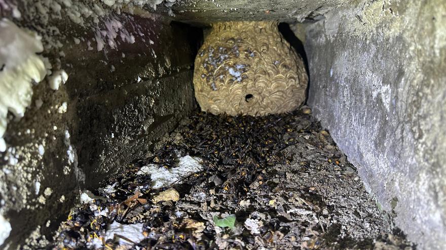 Encuentran un nido con 850 avispas asiáticas en el cementerio de Barakaldo