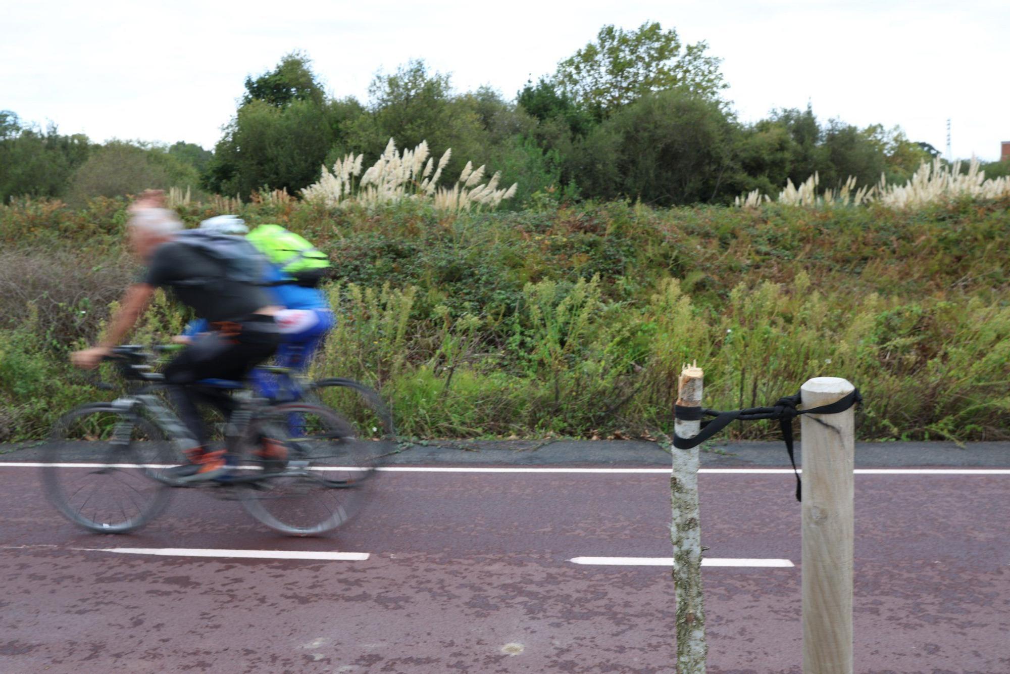 En imágenes: Destrozan una decena de árboles en el paseo de la ría en Lamiako