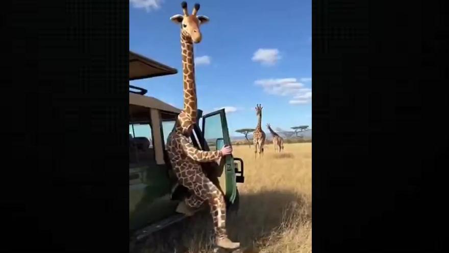 El vídeo viral de un hombre disfrazado de jirafa que interactúa con un grupo de estos animales