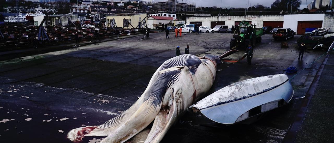 Retiran del mar una ballena de 30 toneladas en A Coruña