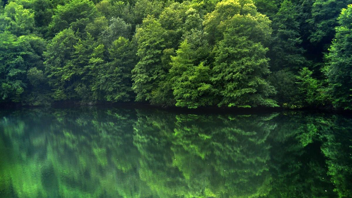 El bosque de Artikutza.