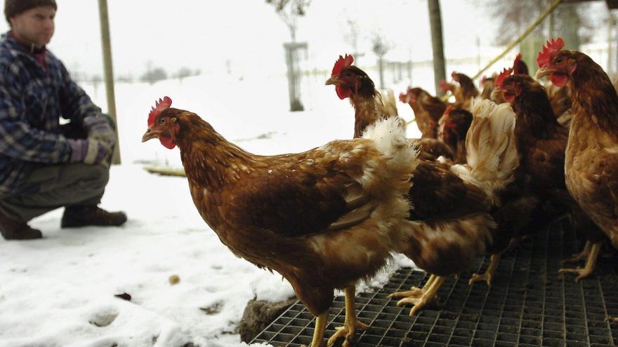 Eguzki pide una moratoria de la caza de aves migratorias ante el avance de la gripe aviar