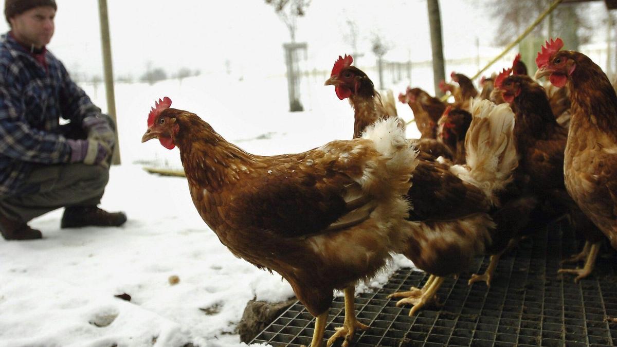 Eguzki pide una moratoria de la caza de aves migratorias ante el avance de la gripe aviar Eguzki pide una moratoria de la caza de aves migratorias ante el avance de la gripe aviar