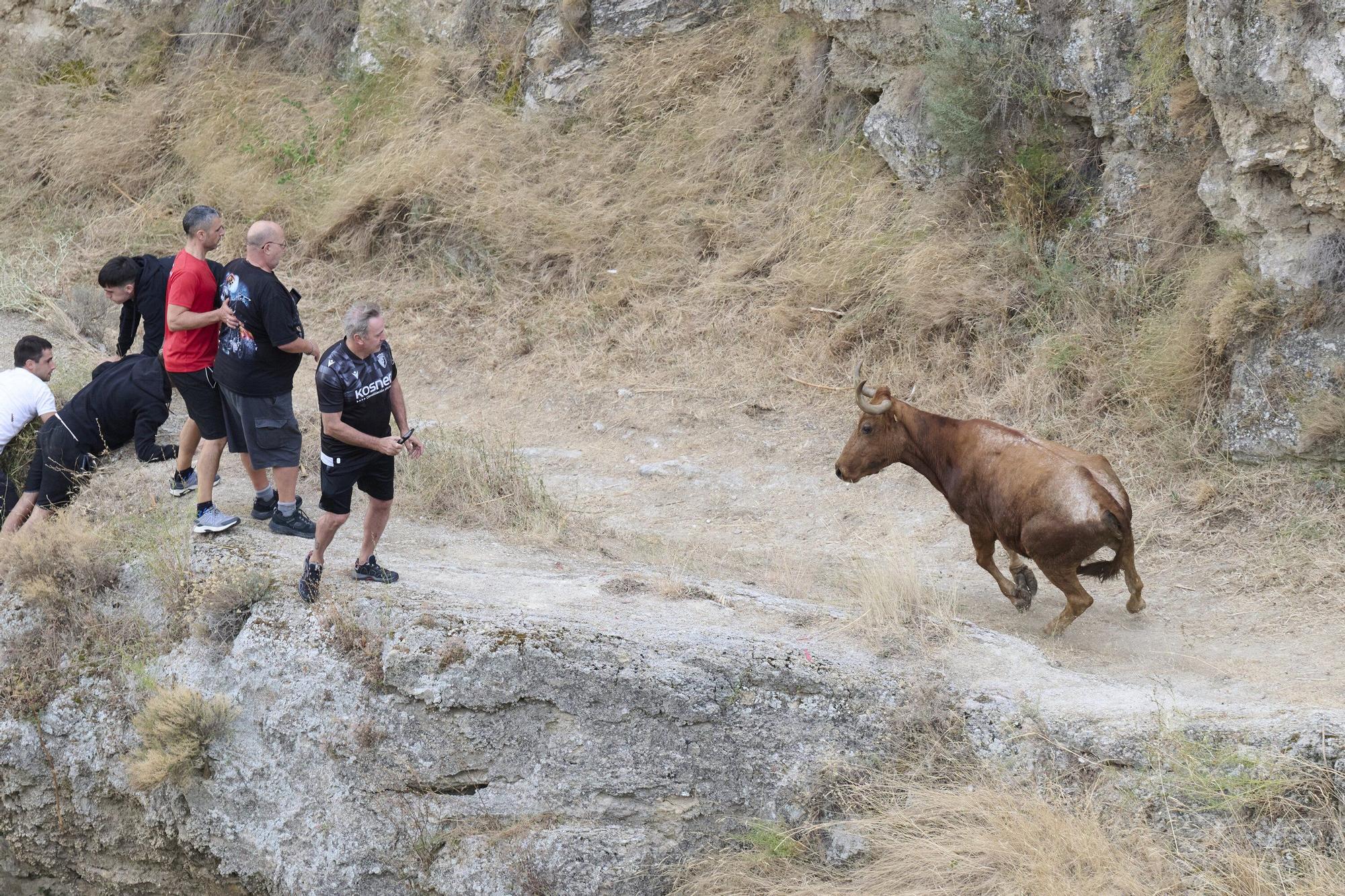 Fotos del tercer encierro del Pilón de Falces 2025
