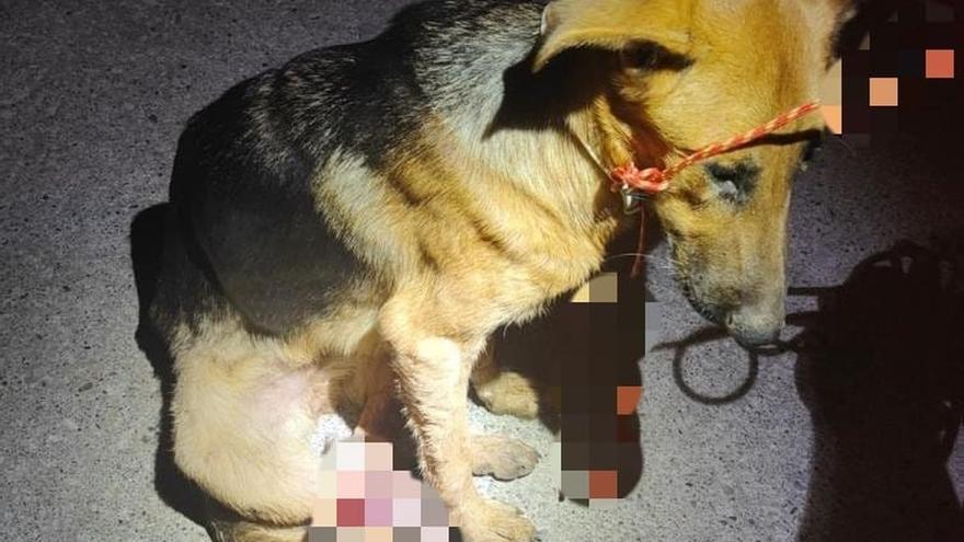 Imputada en Navarra por maltrato animal tras perder un perro una pata
