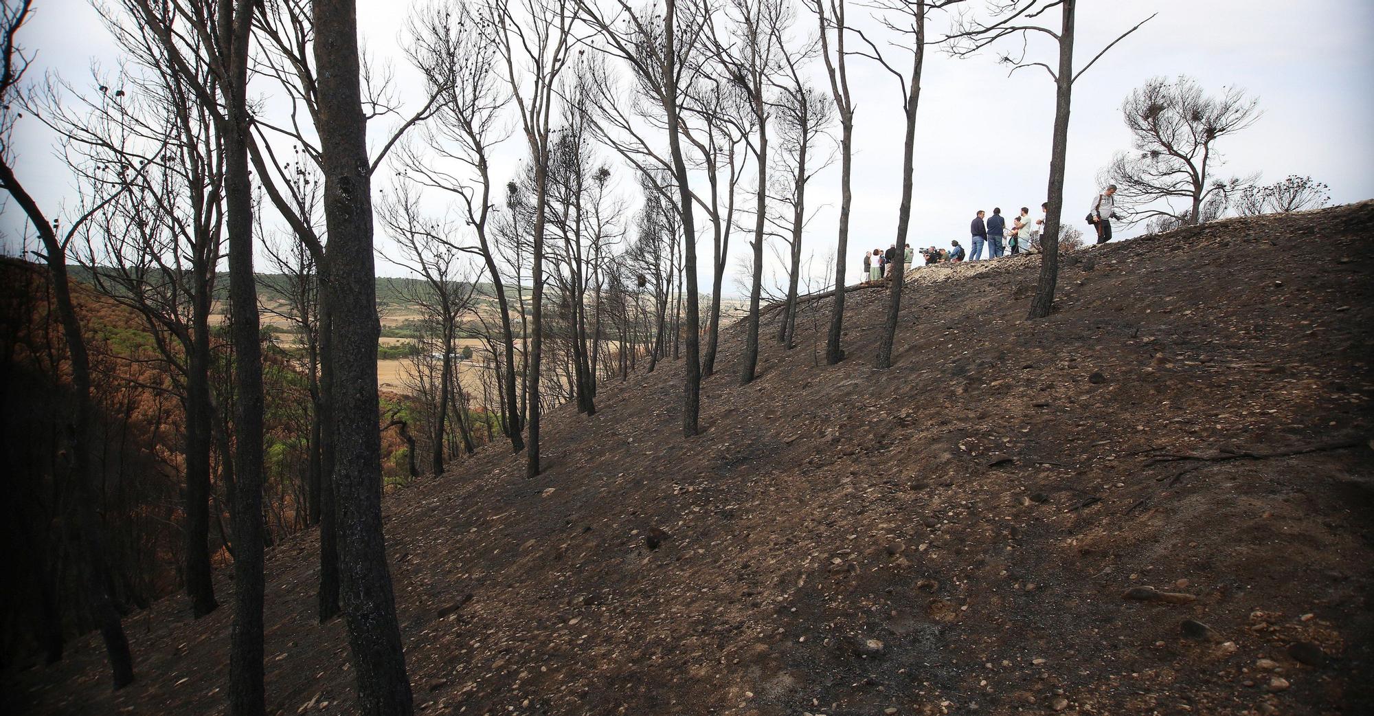 Así han quedado los montes afectados por el incendio de Carcastillo