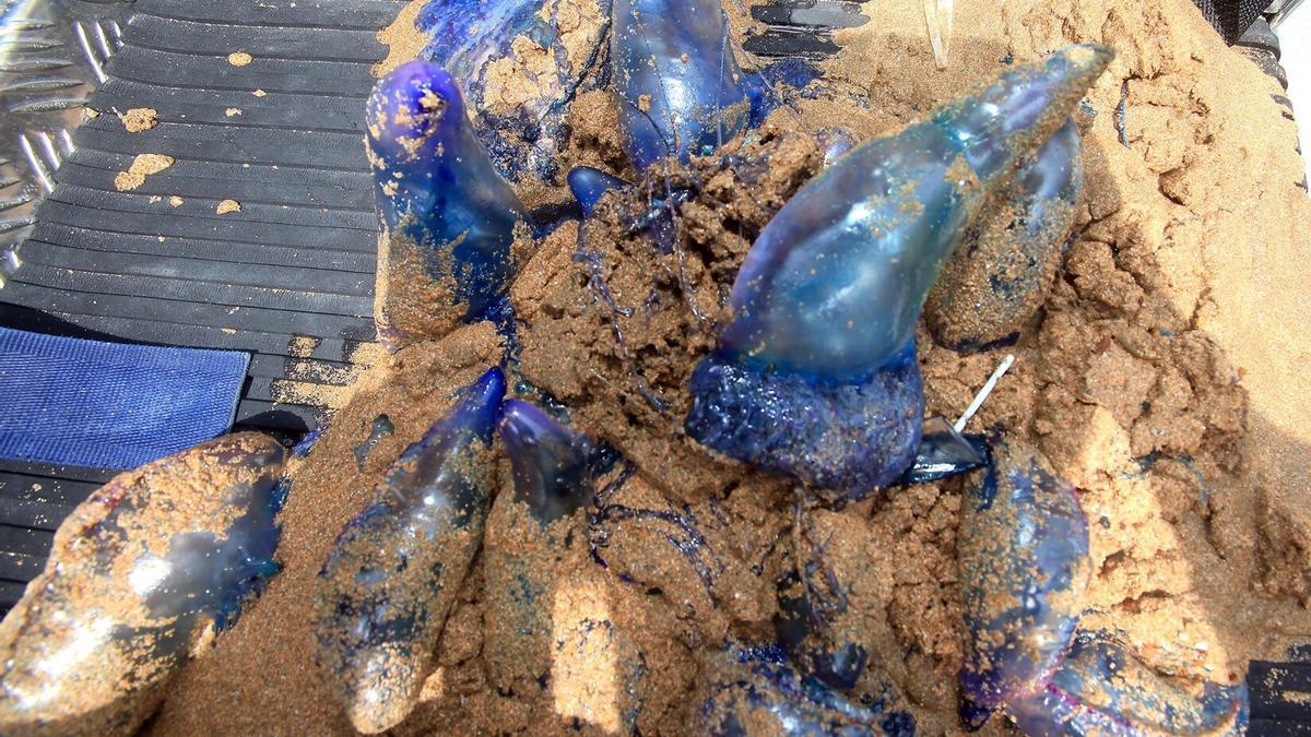 Carabelas portuguesas retiradas del agua en una playa