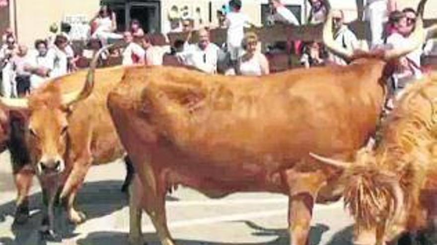 Los animales, en el recorrido.