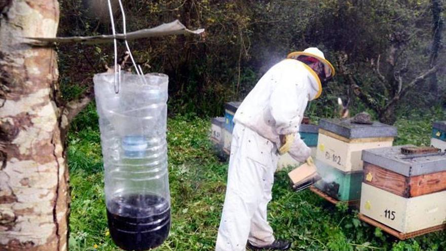 Los apicultores vizcainos están muy preocupados por los daños de la avispa contra la que luchan con medios caseros.Foto: José Mari Martínez