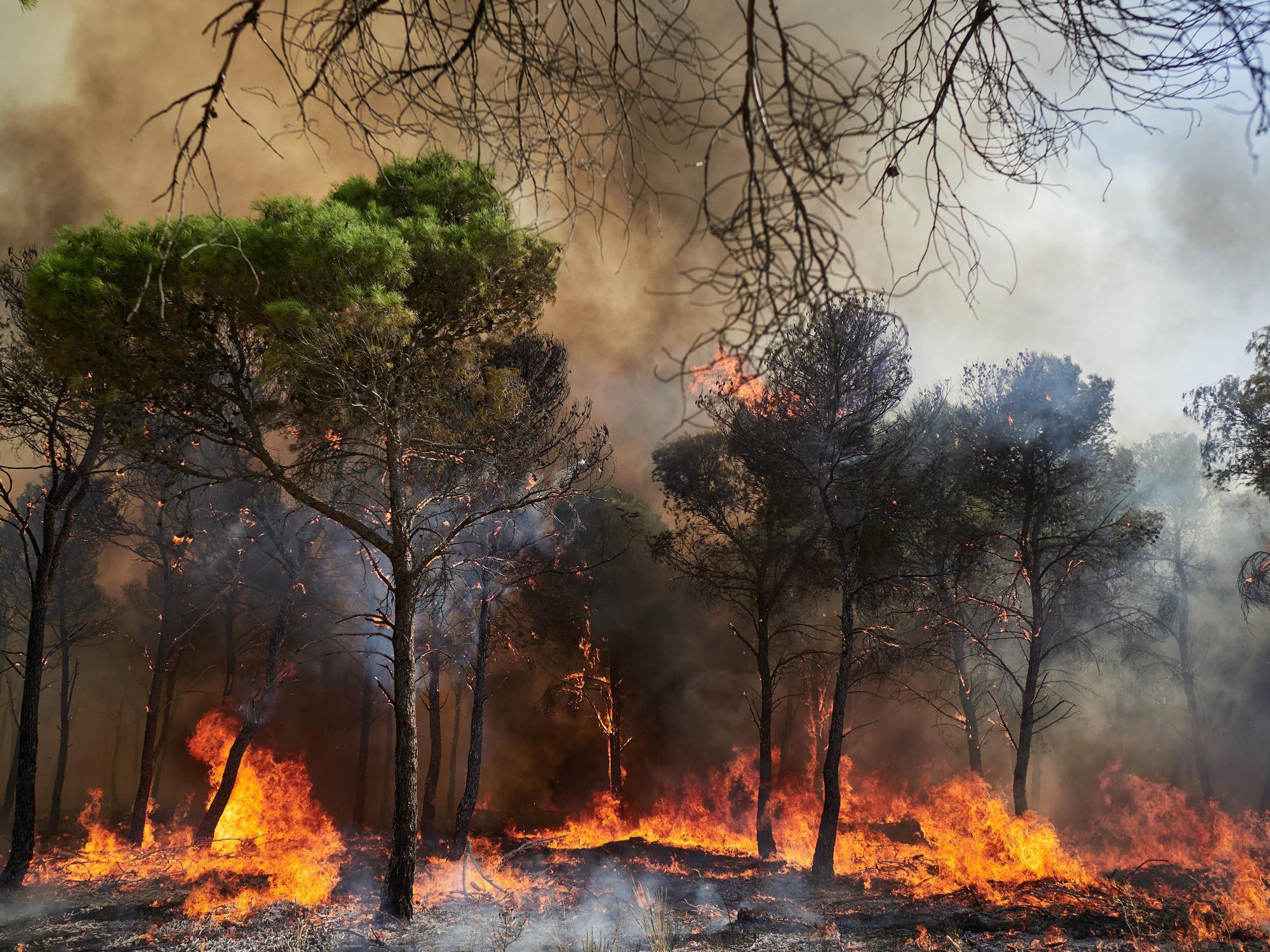 Fotos del incendio forestal cerca de Carcastillo