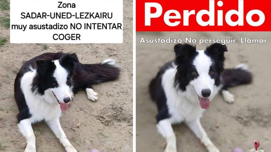 Sultán, el perro rescatado en el Valle de Ezkabarte que ha vuelto a perderse en Mutilva