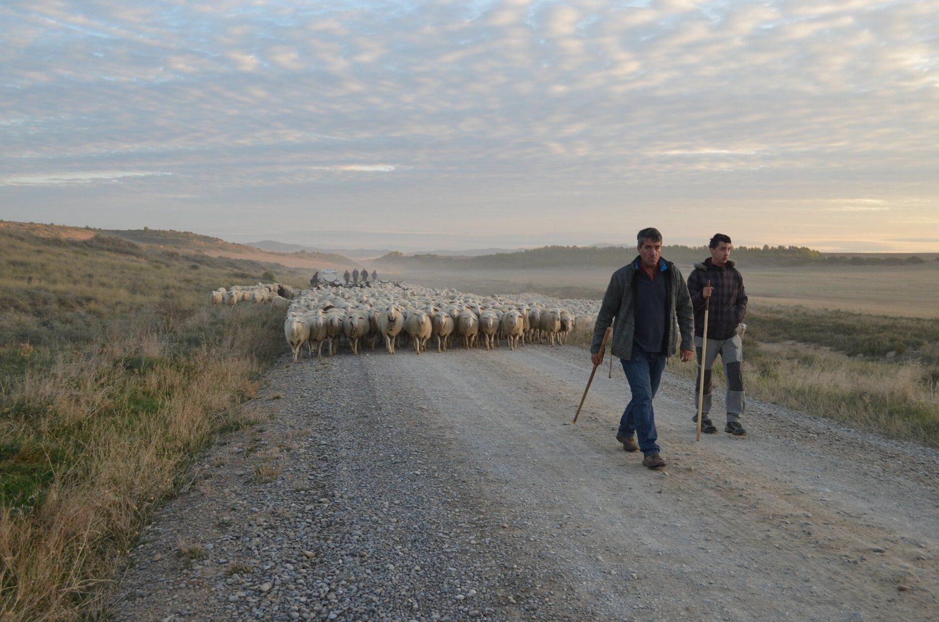 Pastores con los reba�os de ovejas de los valles de Salazar y Roncal entrando en las Bardenas Reales Ainara Izco.jpg