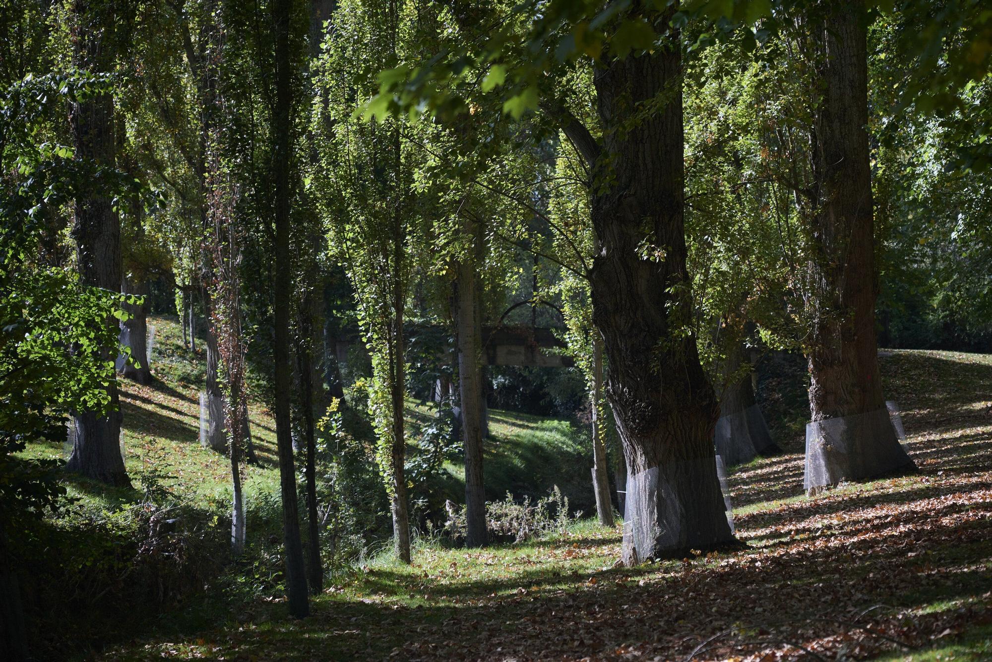 Tala de árboles en la Universidad de Navarra